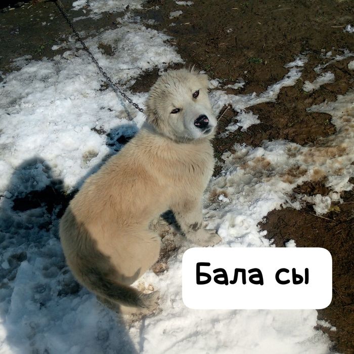 Алабай кушык сатылымда