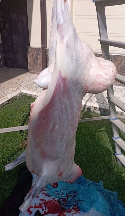 Qassob - Қассоб сервис