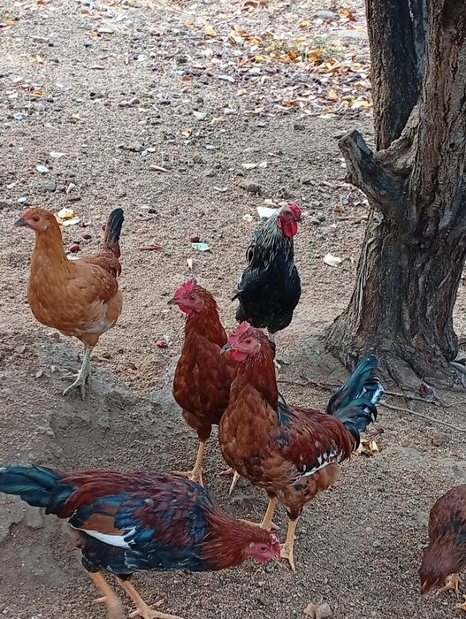 Tovuk hurozlar sotiladi