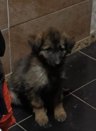 Отдам щенка в добрые руки