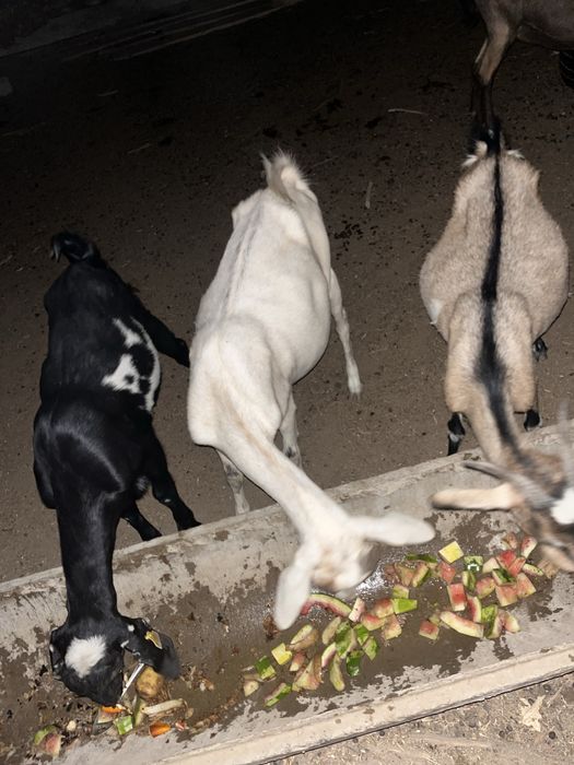 Ешкі сатылады француз альпий