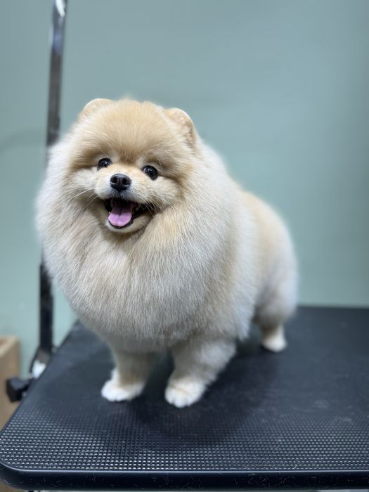 Груминг салон бурундай