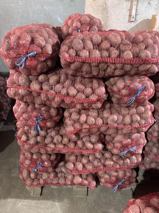 Cartofi consum Bellarosa