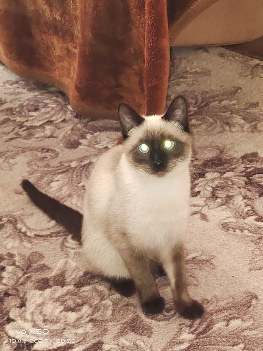 Продам кошечку 6 месяцев