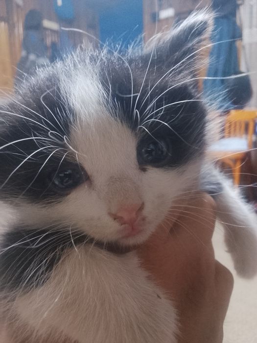 Отдам даром котят