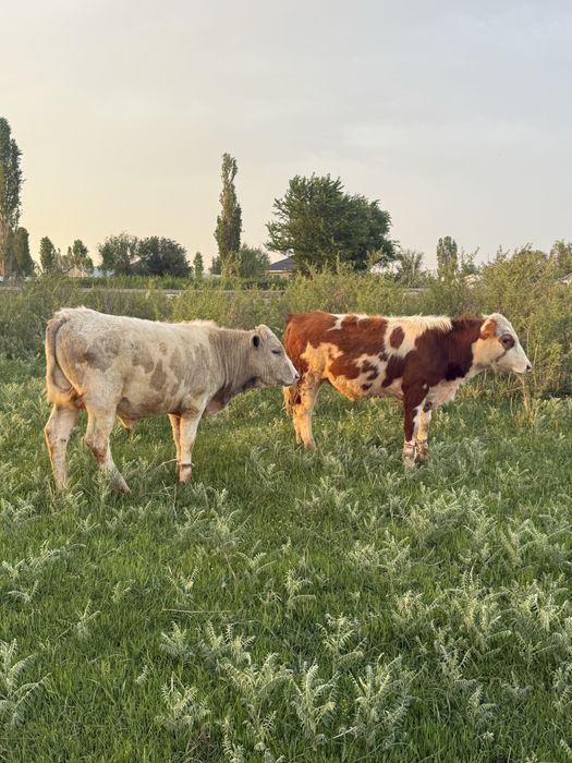 Бычок бычки бұқа сатылады