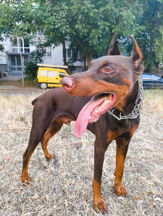 Подарявам доберман