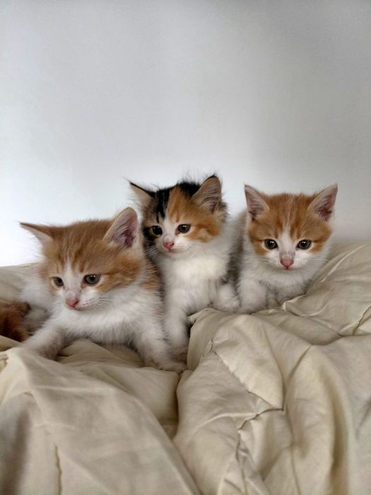 Отдам котят в добрые руки