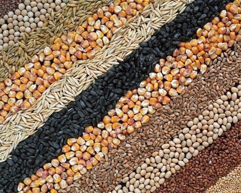 Кукуруза хорошего качества