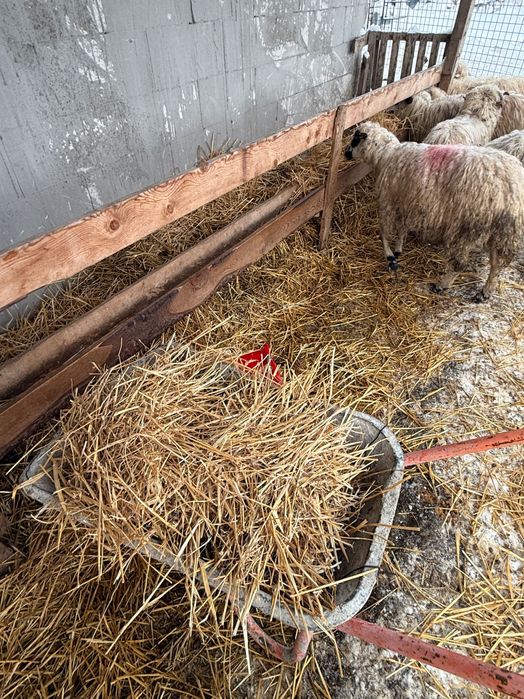 Oii și miei de vânzare