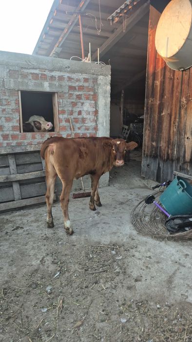 Vând vițică în vârstă de 4 luni