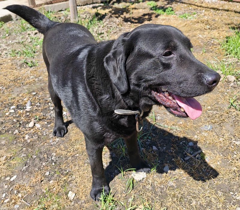 Продается лабрадор