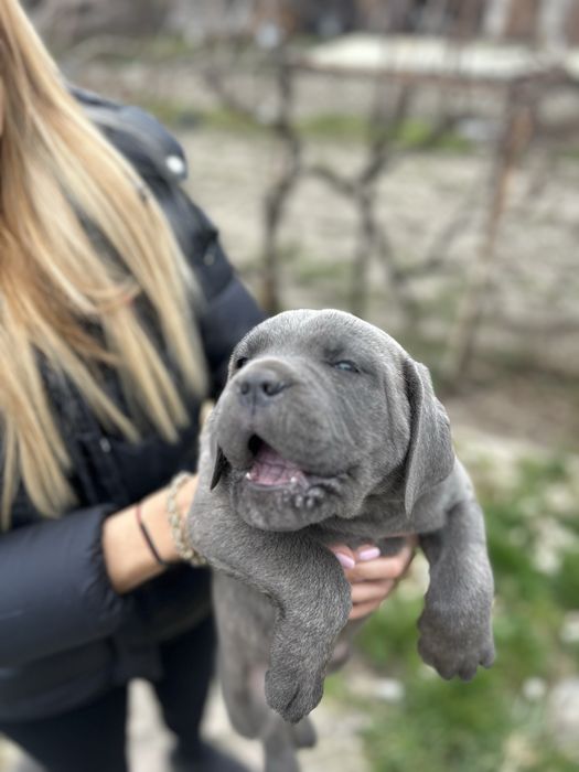 Продавам Кане Корсо на два месеца с ваксини и паспорти