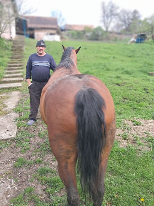 Vând iapă 9 ani informații la telefon
