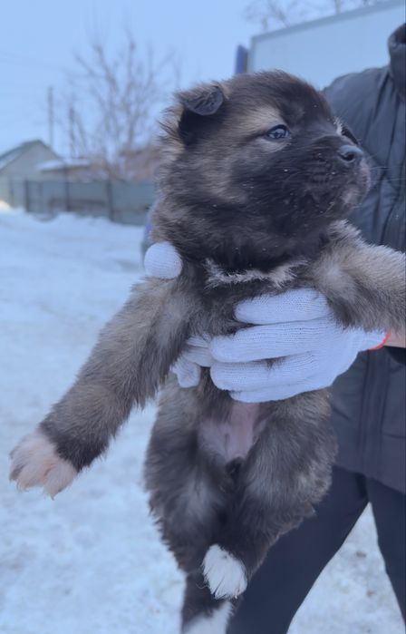 Отдам даром щенят сук