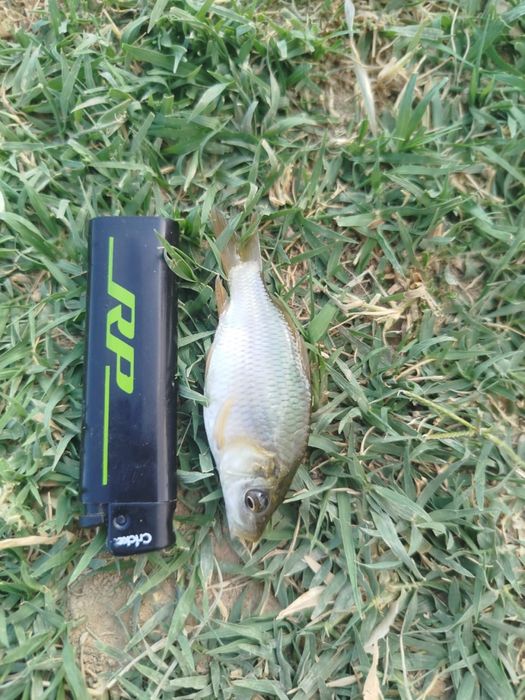 Продам малька Карп, Сазан