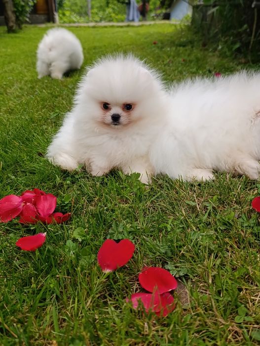 Pomeranian mini toy femela