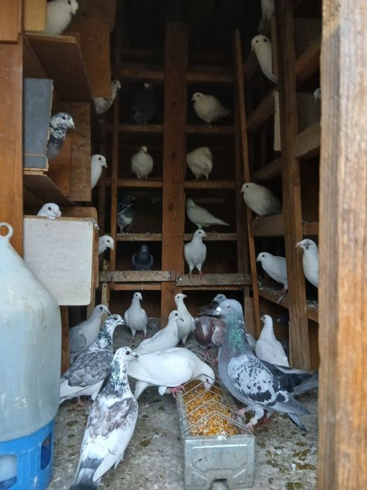 Porumbei de vanzare voiajori,de curse,curcani