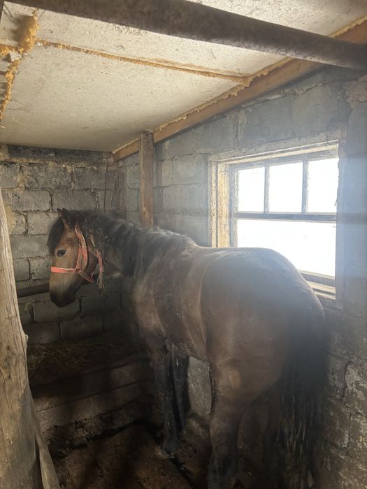 Тай сатылады торг бар откормда турган