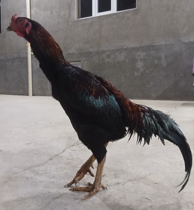 Kulangi: Dakan xoʻroz