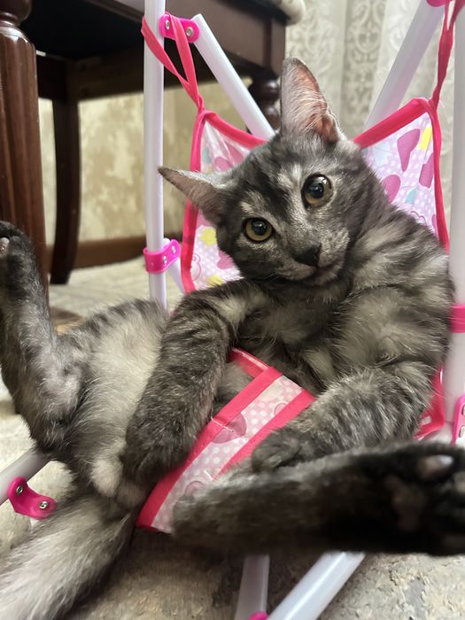 Кошка и кот в добрые руки