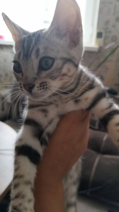 Котёнок Бенгал продается