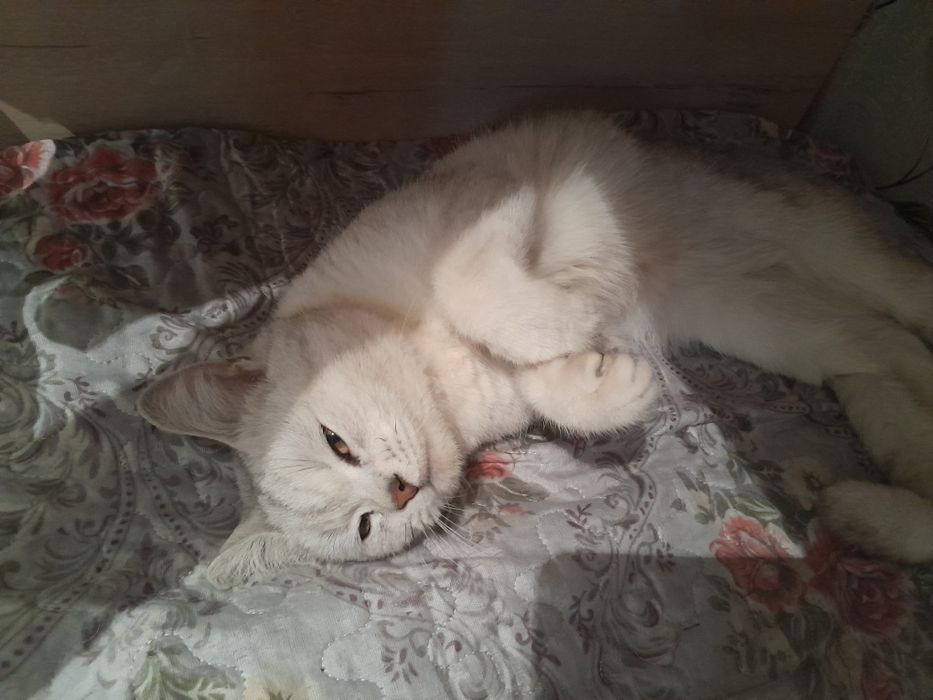 Мысық сатам ерке әдеми мысық мурка