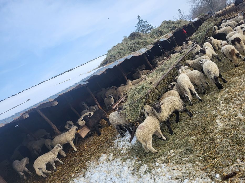 Vând oi țurcane..