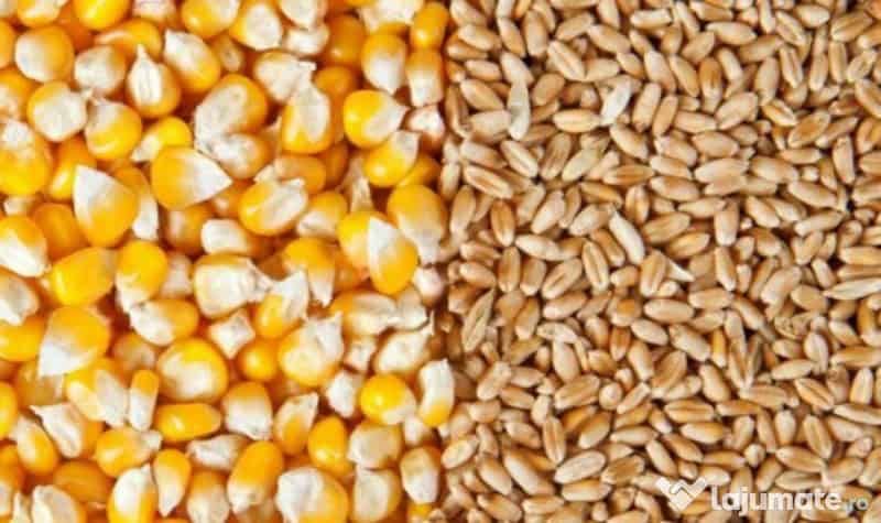 Porumb Grau si Floare