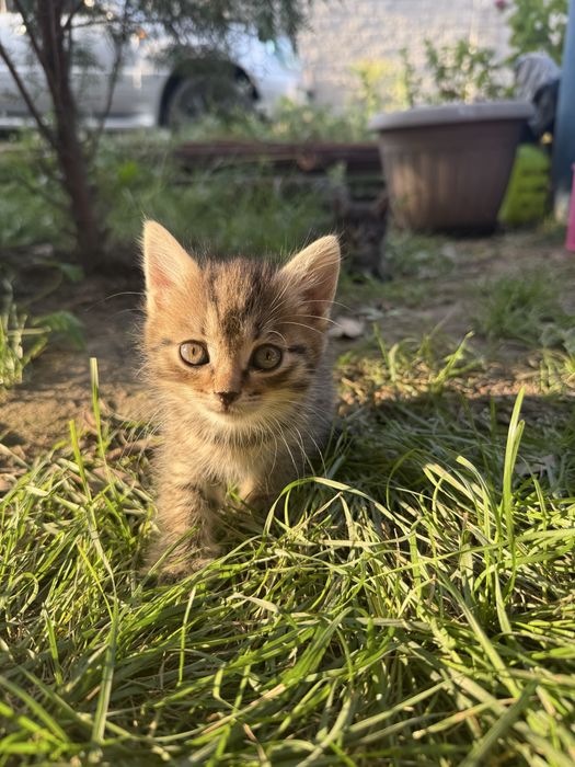 Отдам котят в хорошие руки