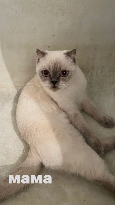 Шотландские котята