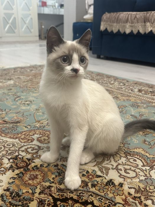 Котенок голубоглазая