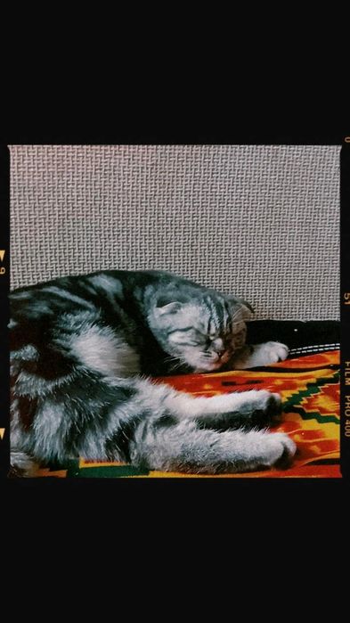 Котёнк алатын болсаңыз жазыныз