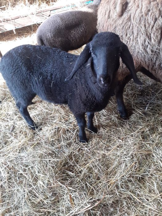 Oaie  carabasa sarbeasca