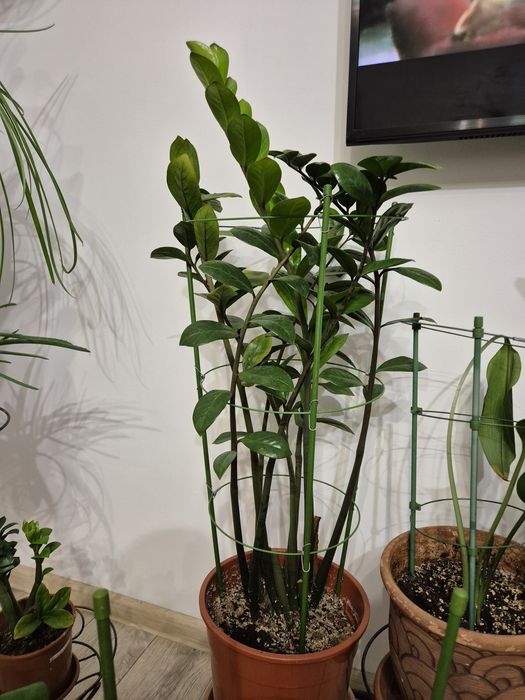 Замиокулькас, Долларовое дерево