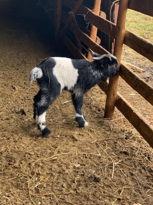 Disponibil ieduti de cateva zile