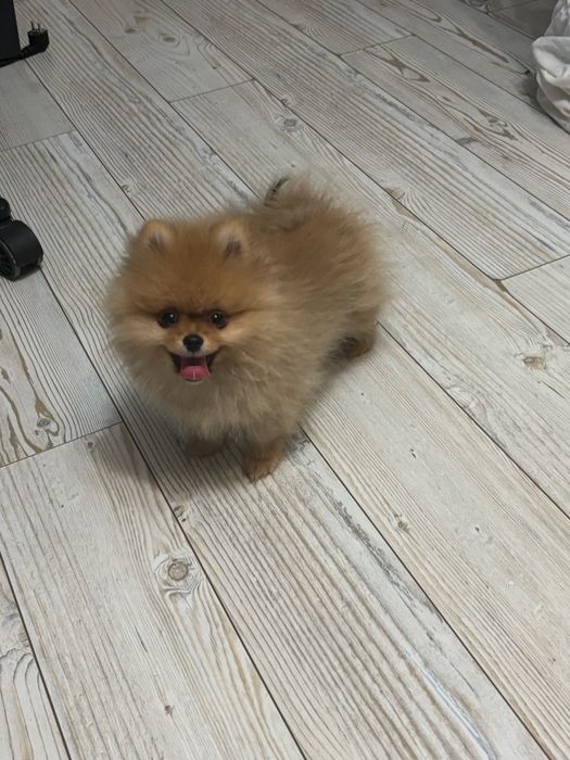 Pomeranian cu pedegree