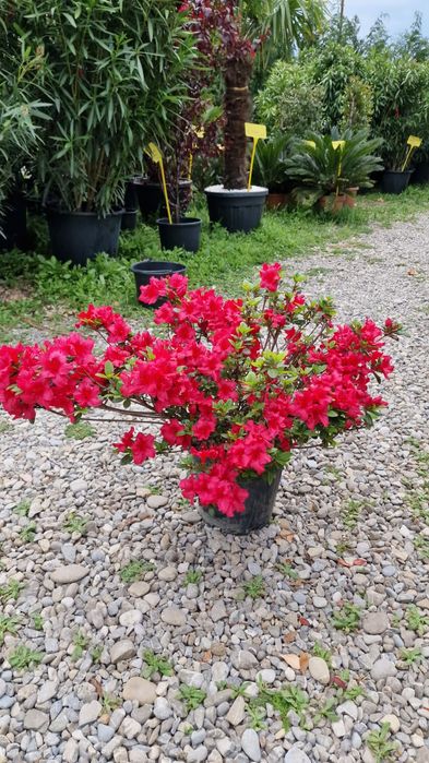 Rododendron si multe altele