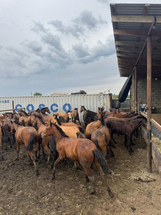 Семіз бордақыланған жылқы сатамыз!