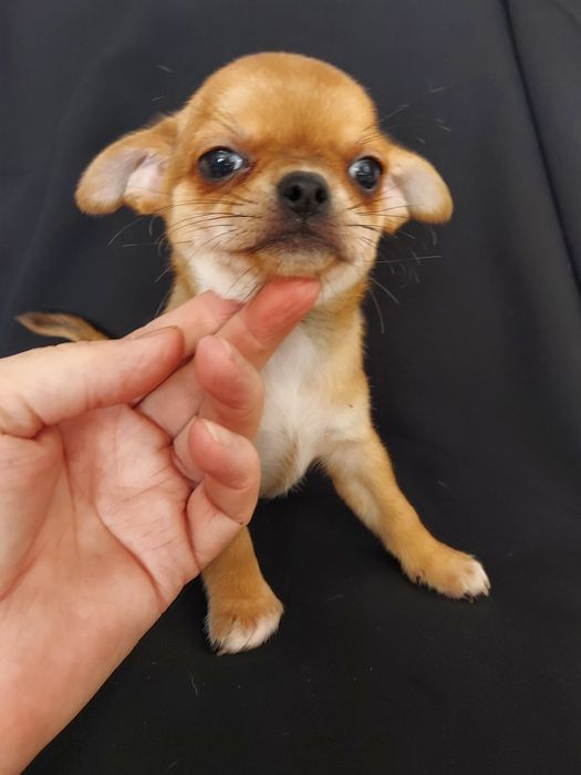 Продаю щенка чихуахуа