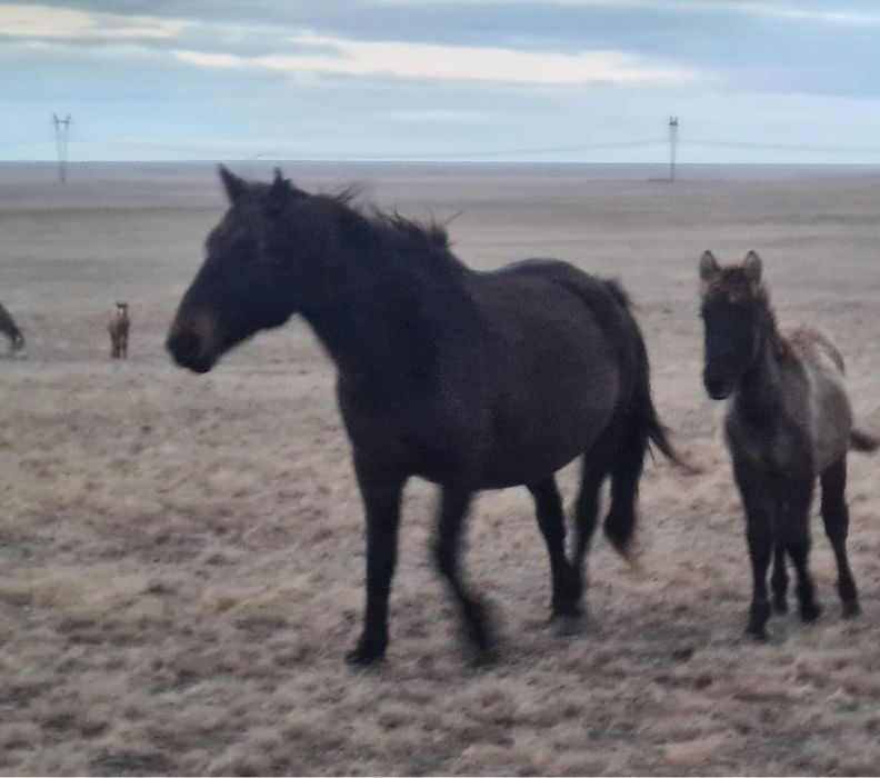 Сатылады обмен қара малға