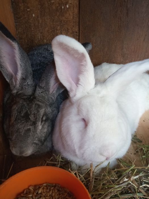 Продам крольчат породы Фландр