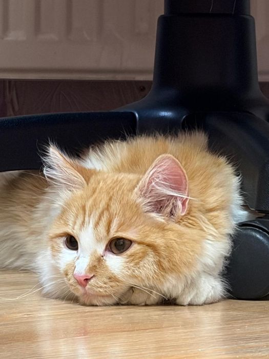 Ласкуша-котёнок Лучик Солнышкин ищет самых лучших котородителей