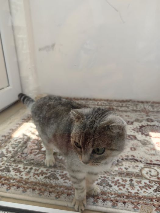 Кошка вислоухая