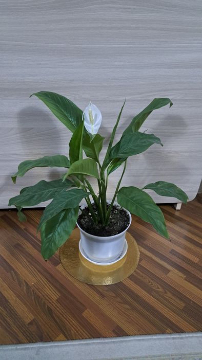 Комнатные  цветы