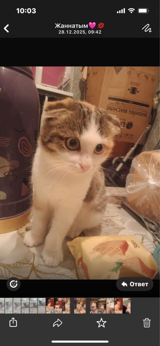 Котенки шотландцы.