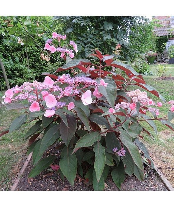 Хортензия (Горещ шоколад)