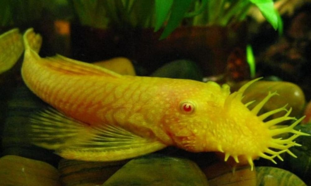 Продаются золотые анцитрусы