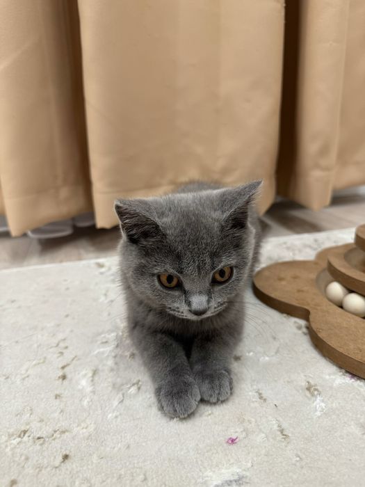 Скоттиш фолд котенок