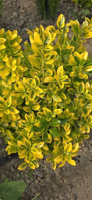 Шамшот гулармиз сотувда